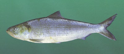 Skipjack Herring | Outdoor Alabama